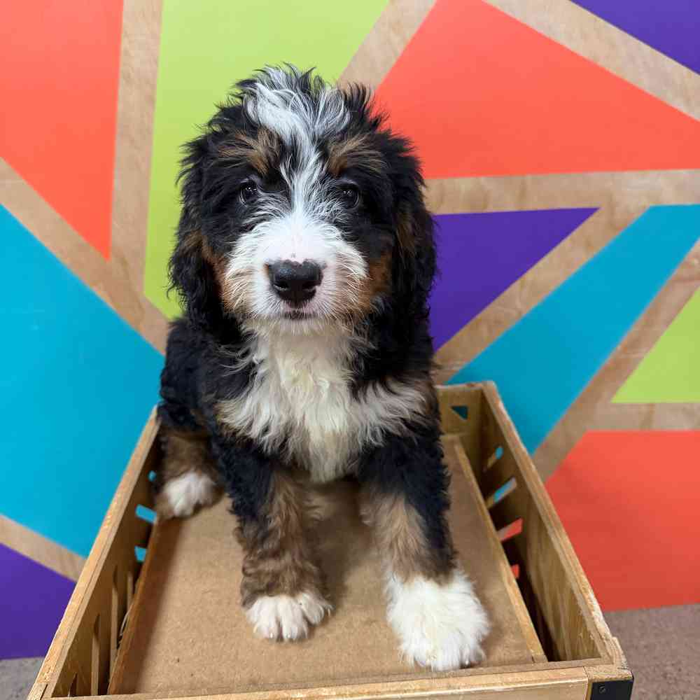 carousel pet images