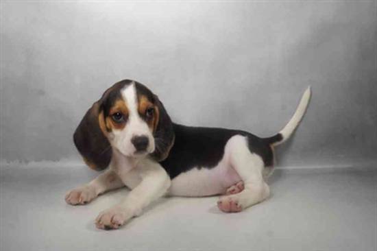 Beagle
