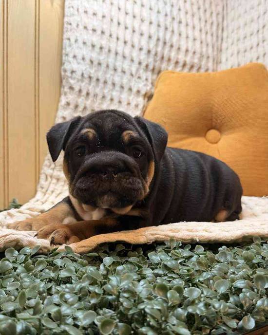 Oliver