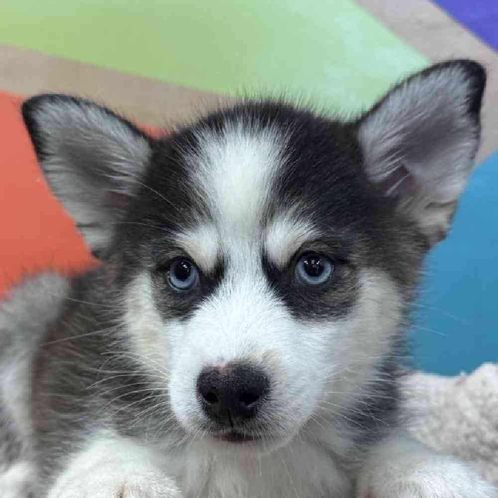 Image of a pet breed in the gallery