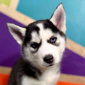Siberian Husky