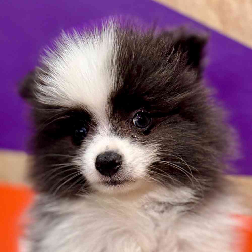 Image of a pet breed in the gallery