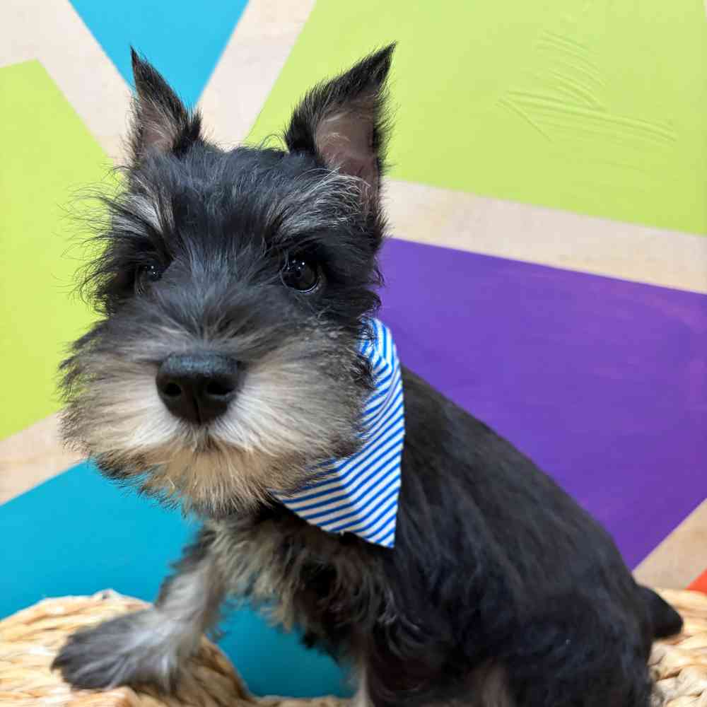 carousel pet images