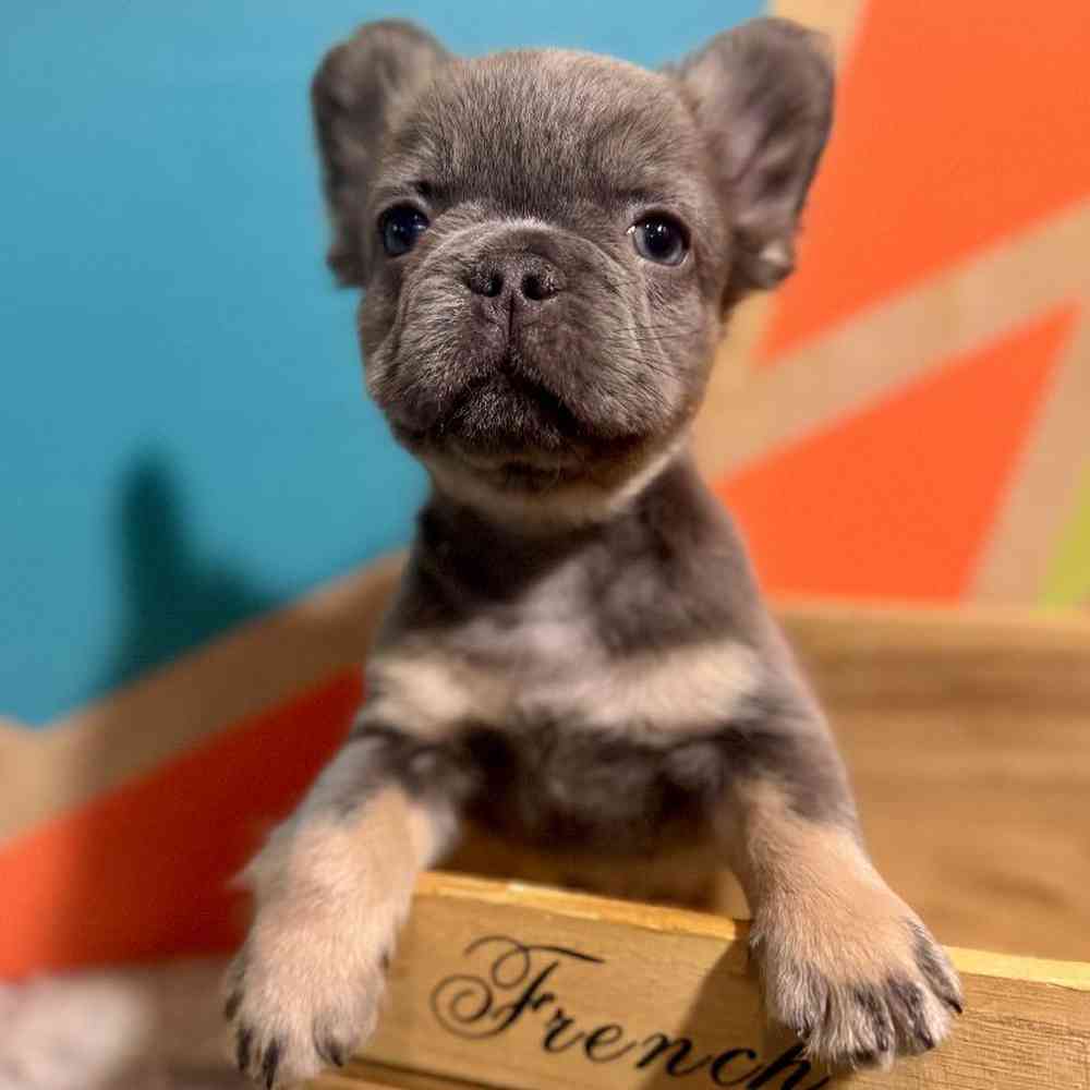 Male French Bulldog Puppy for Sale in Rogers, AR