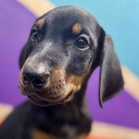 Doberman Pinscher