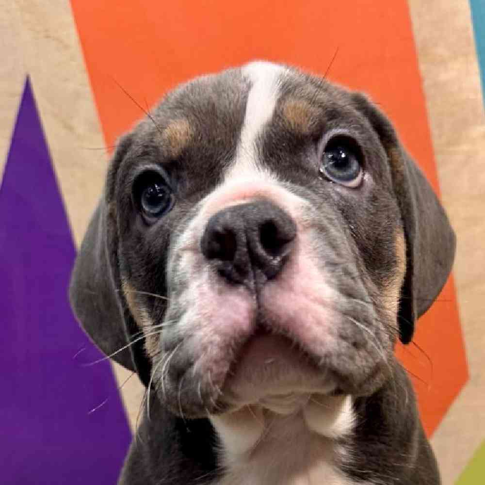 Male Beabull Puppy for Sale in Rogers, AR