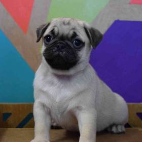 Pug