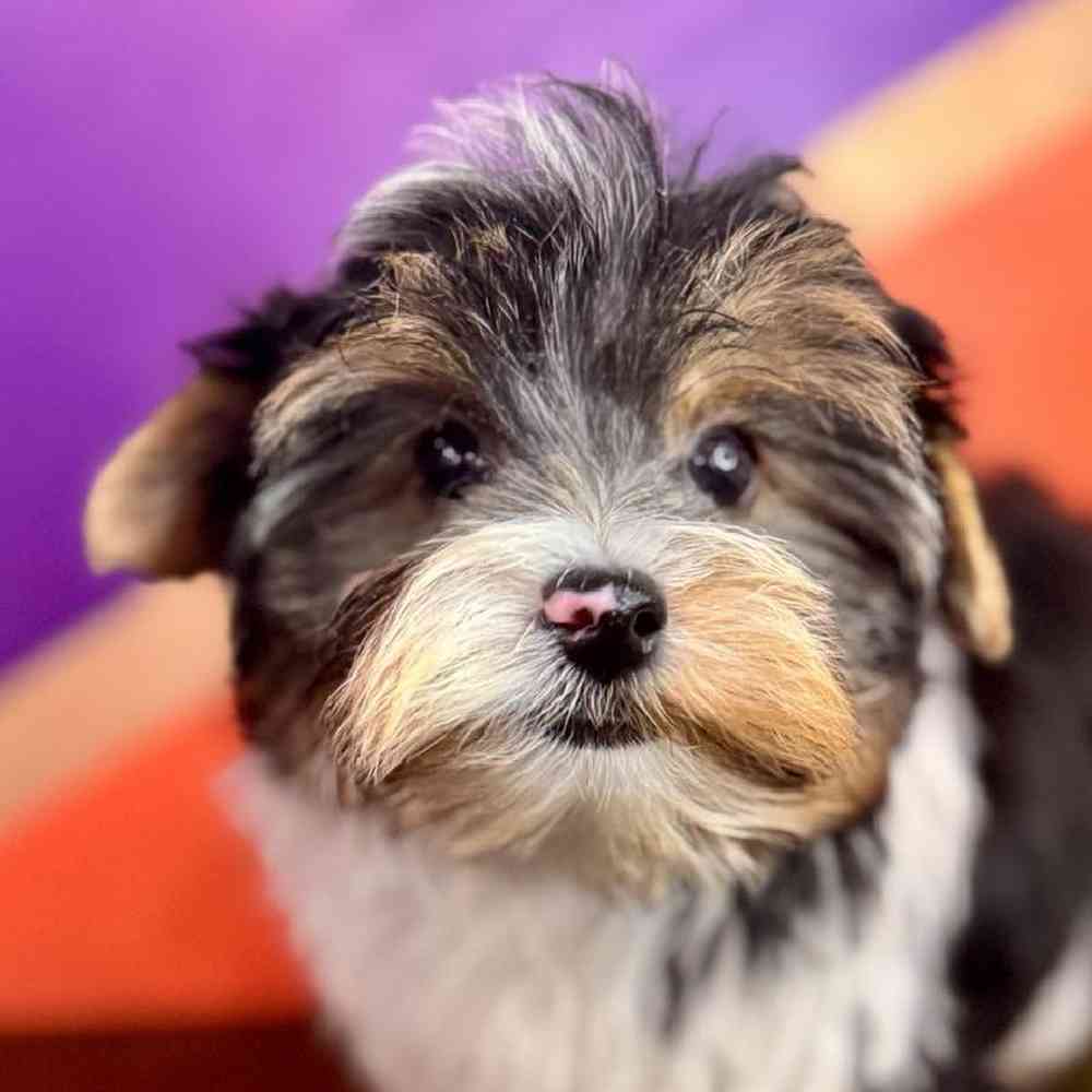 Male Biewer Terrier Puppy for Sale in Rogers, AR