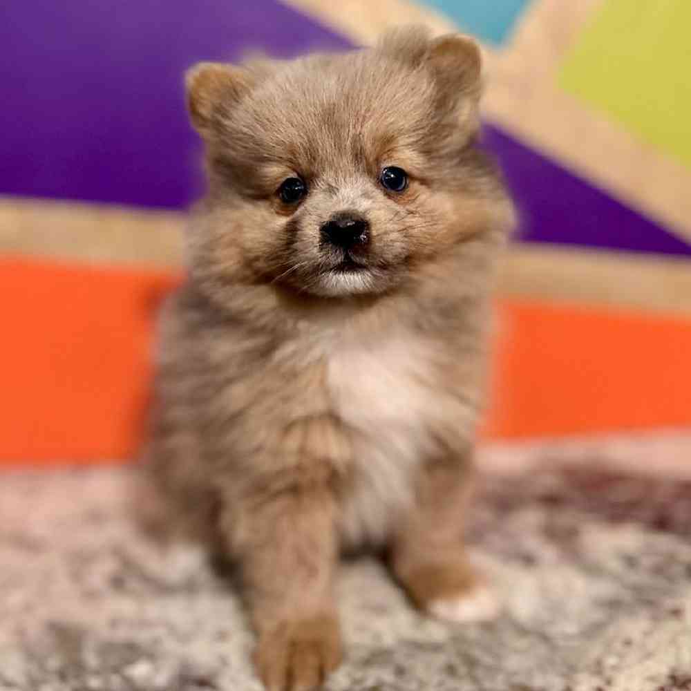 carousel pet images