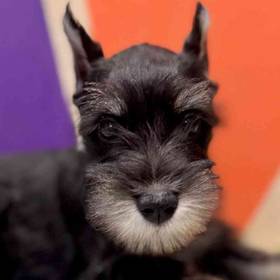 Mini Schnauzer