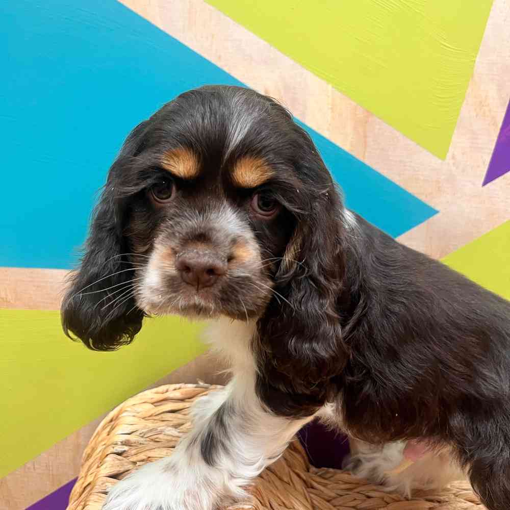 carousel pet images
