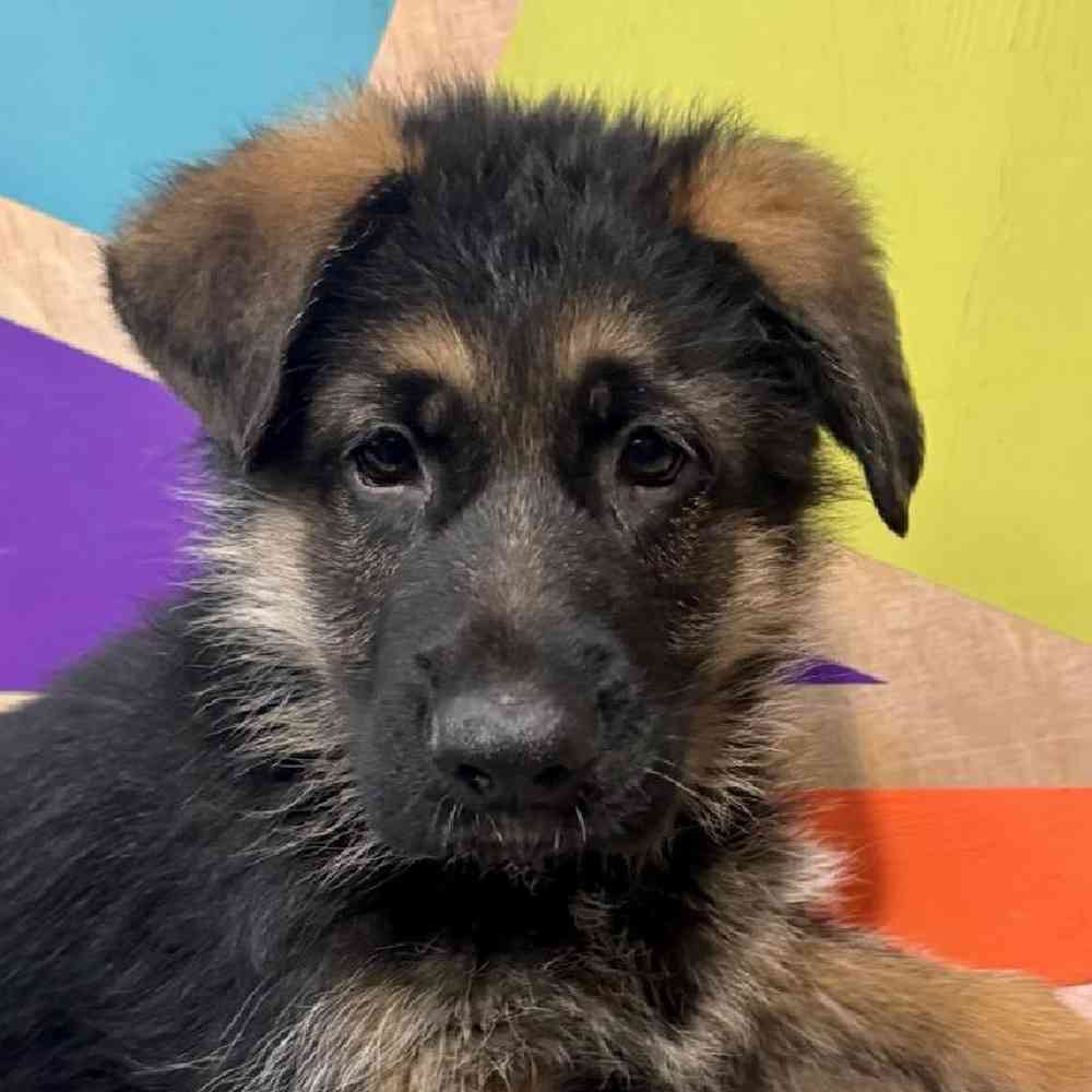 Image of a pet breed in the gallery