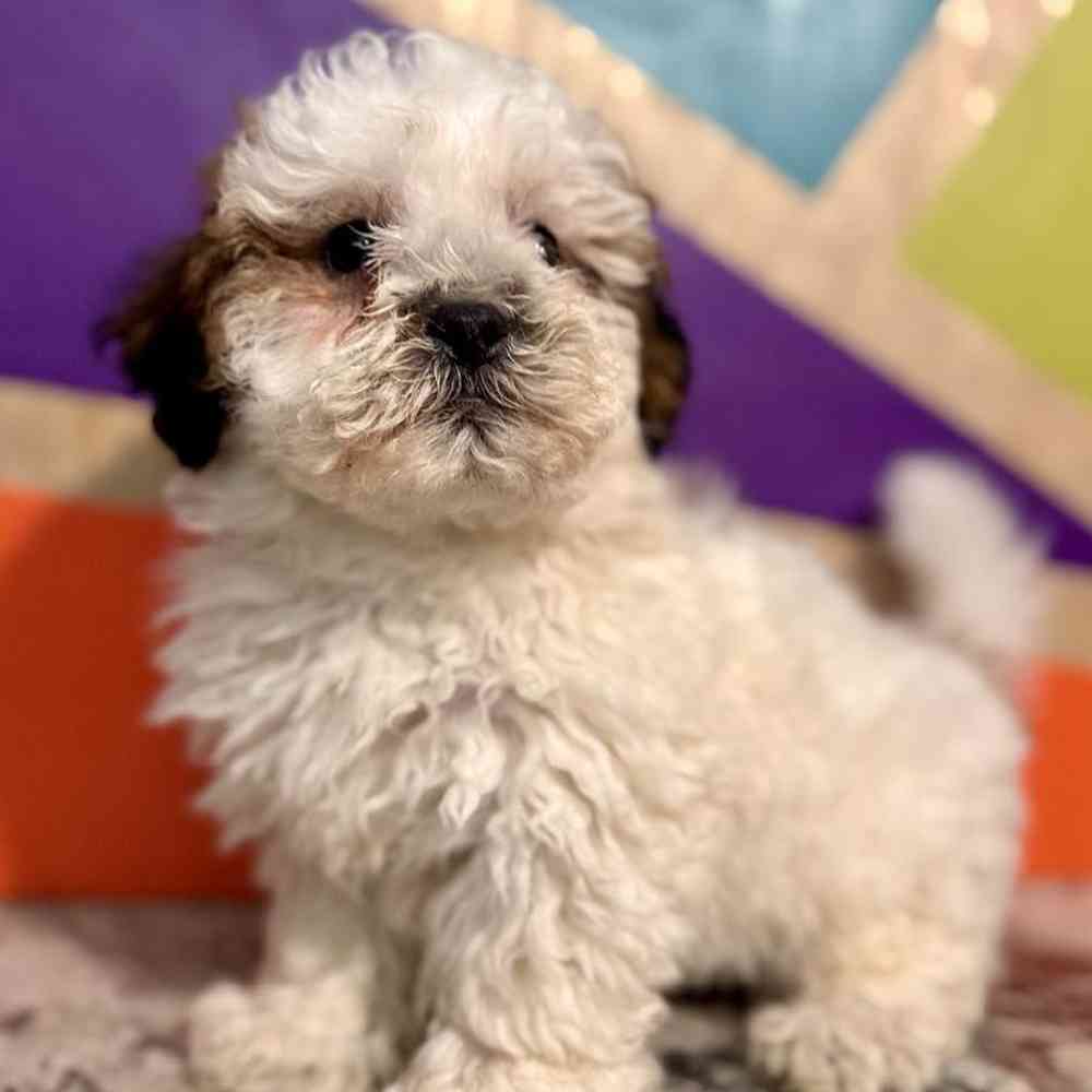 carousel pet images