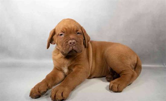 Dogue De Bordeaux