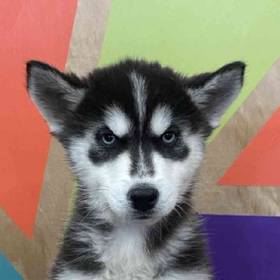 Siberian Husky