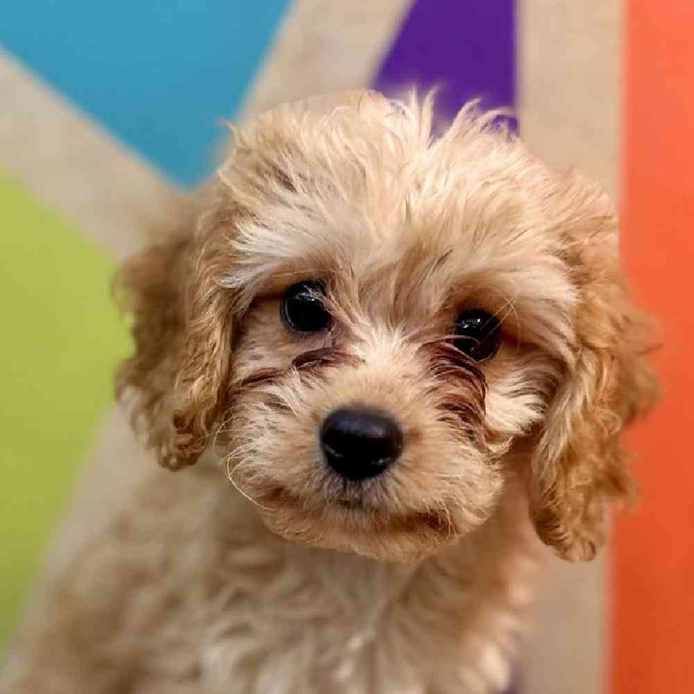 Male Cavachon Puppy for Sale in Rogers, AR
