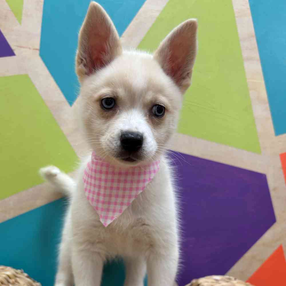 carousel pet images