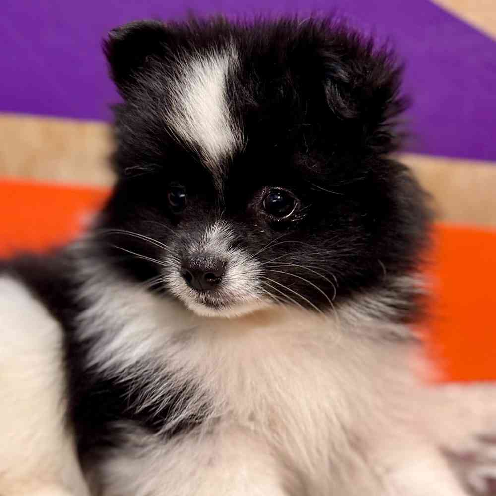 Image of a pet breed in the gallery