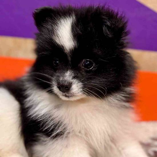 Domino