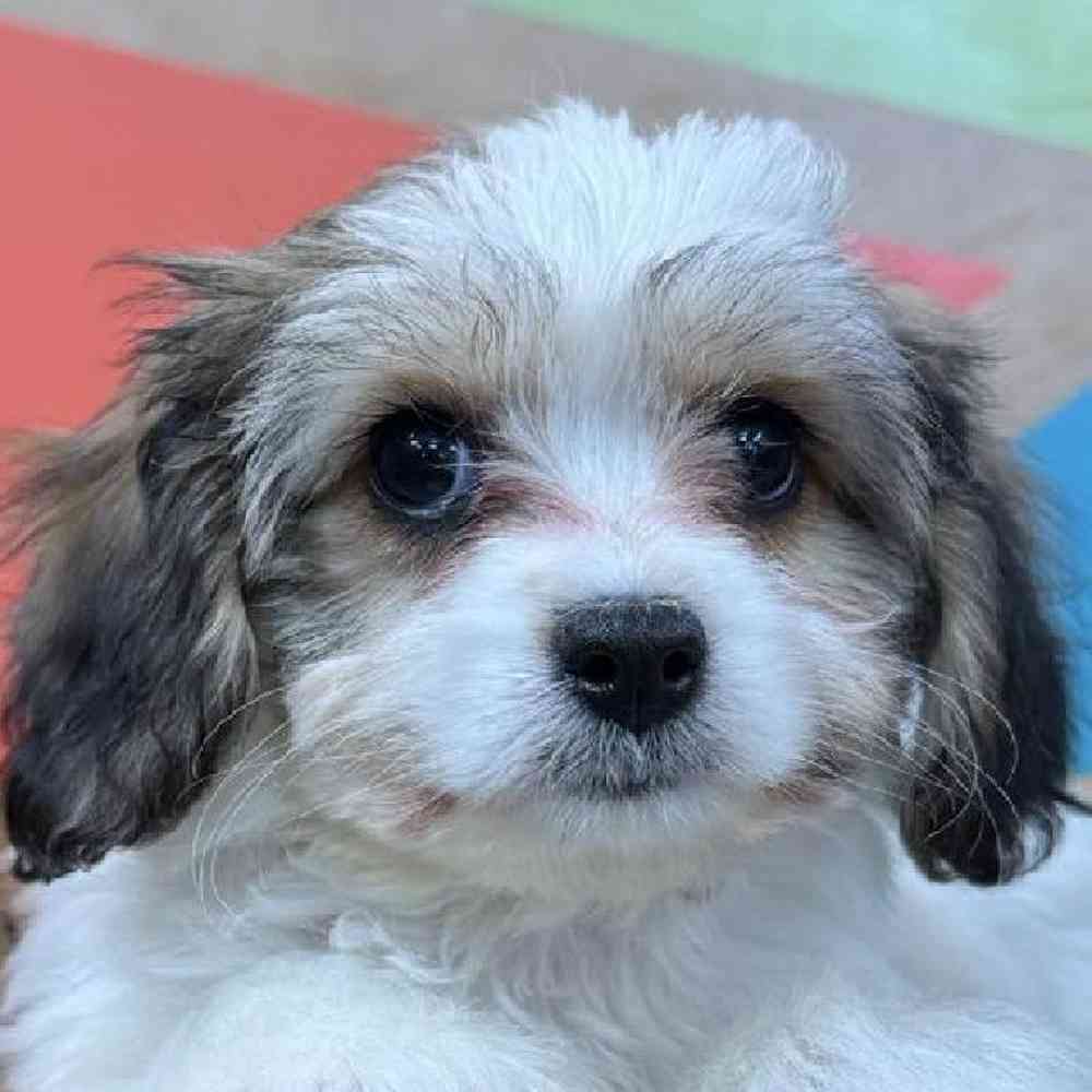 Female Cavachon Puppy for Sale in Joplin, MO