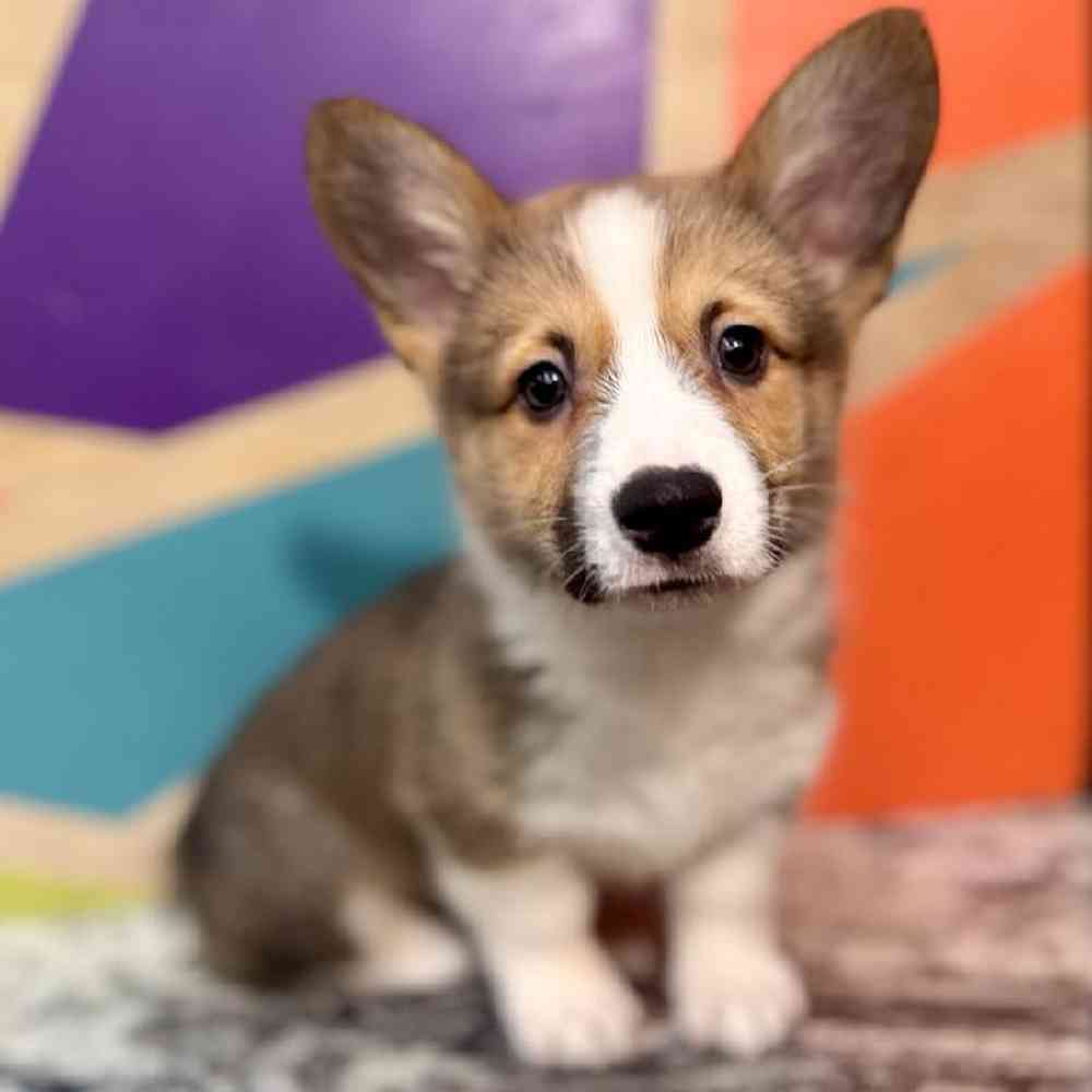 Male Pembroke Welsh Corgi Puppy for Sale in Joplin, MO