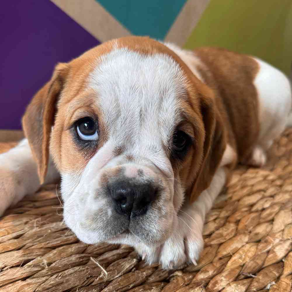 Image of a pet breed in the gallery