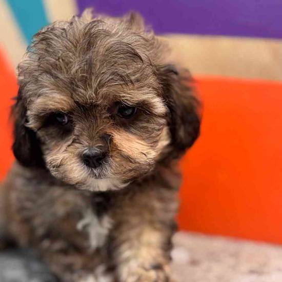 Storm