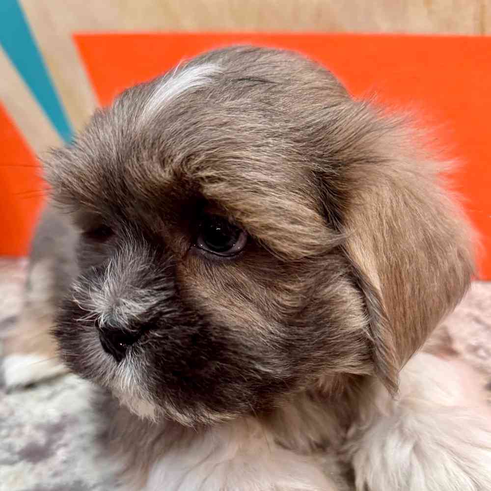 carousel pet images