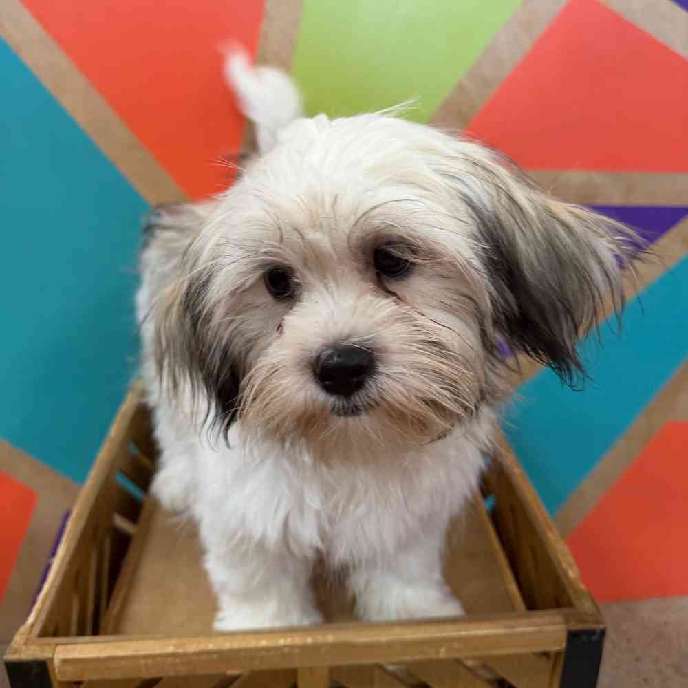 carousel pet images
