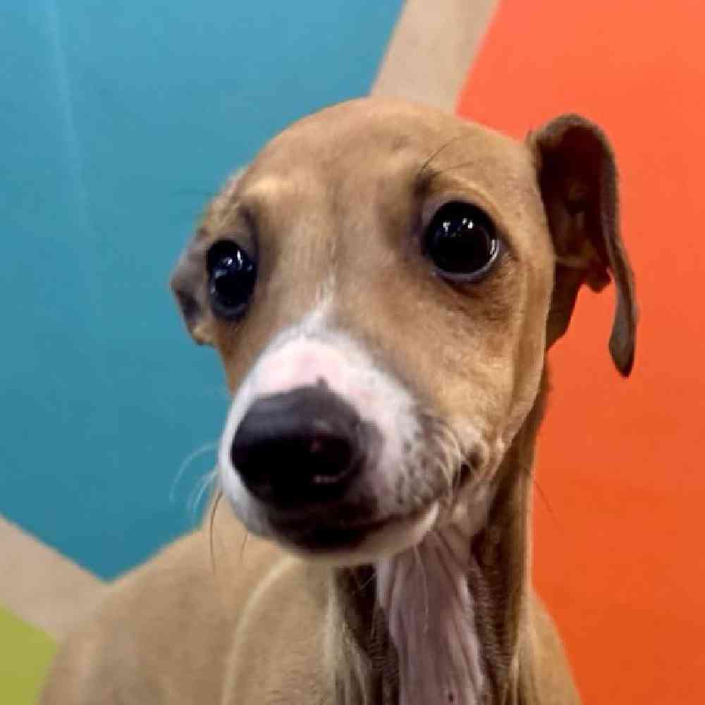 Image of a pet breed in the gallery
