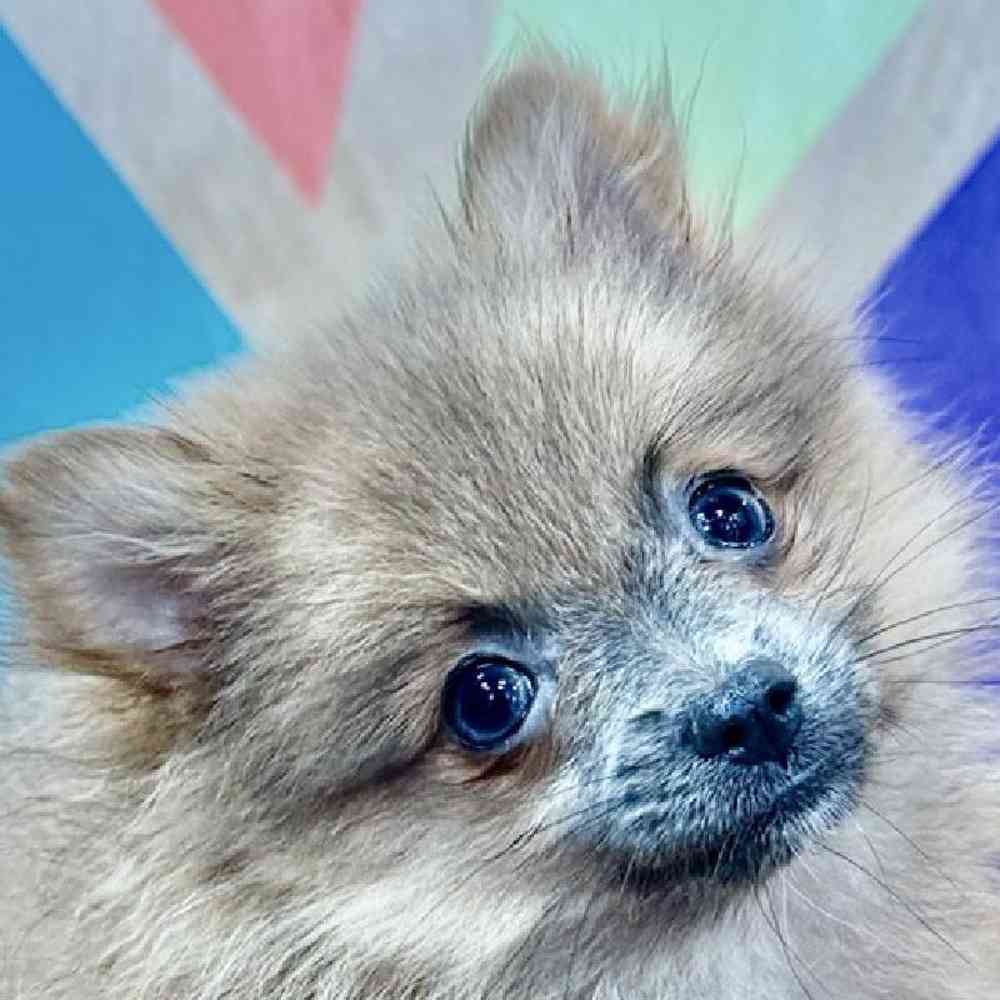 Image of a pet breed in the gallery
