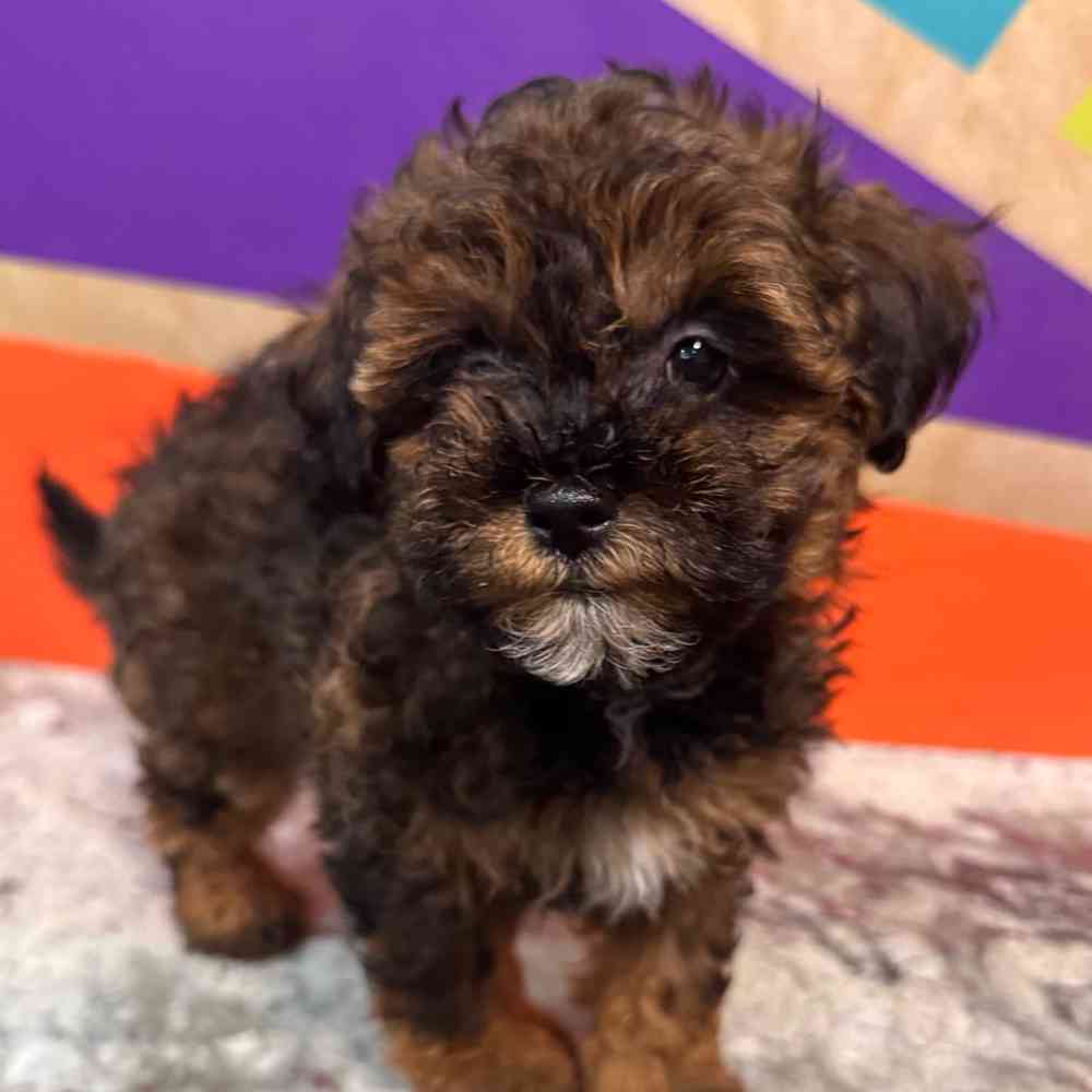 Image of a pet breed in the gallery