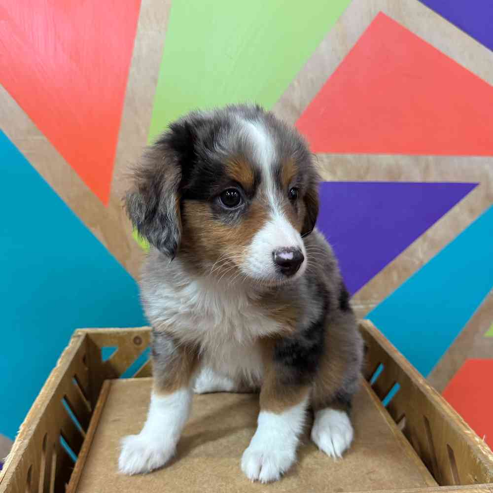 Image of a pet breed in the gallery