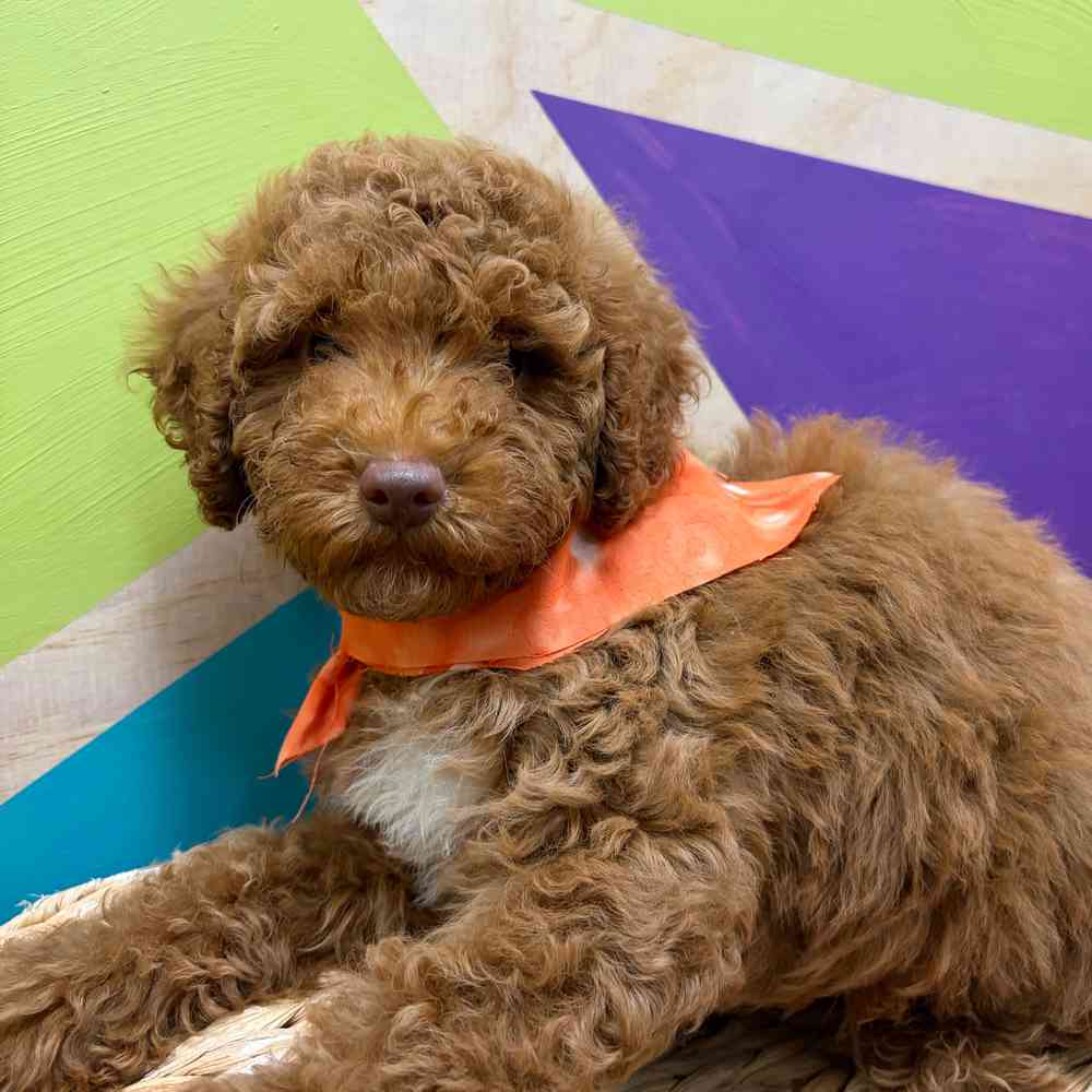 Image of a pet breed in the gallery