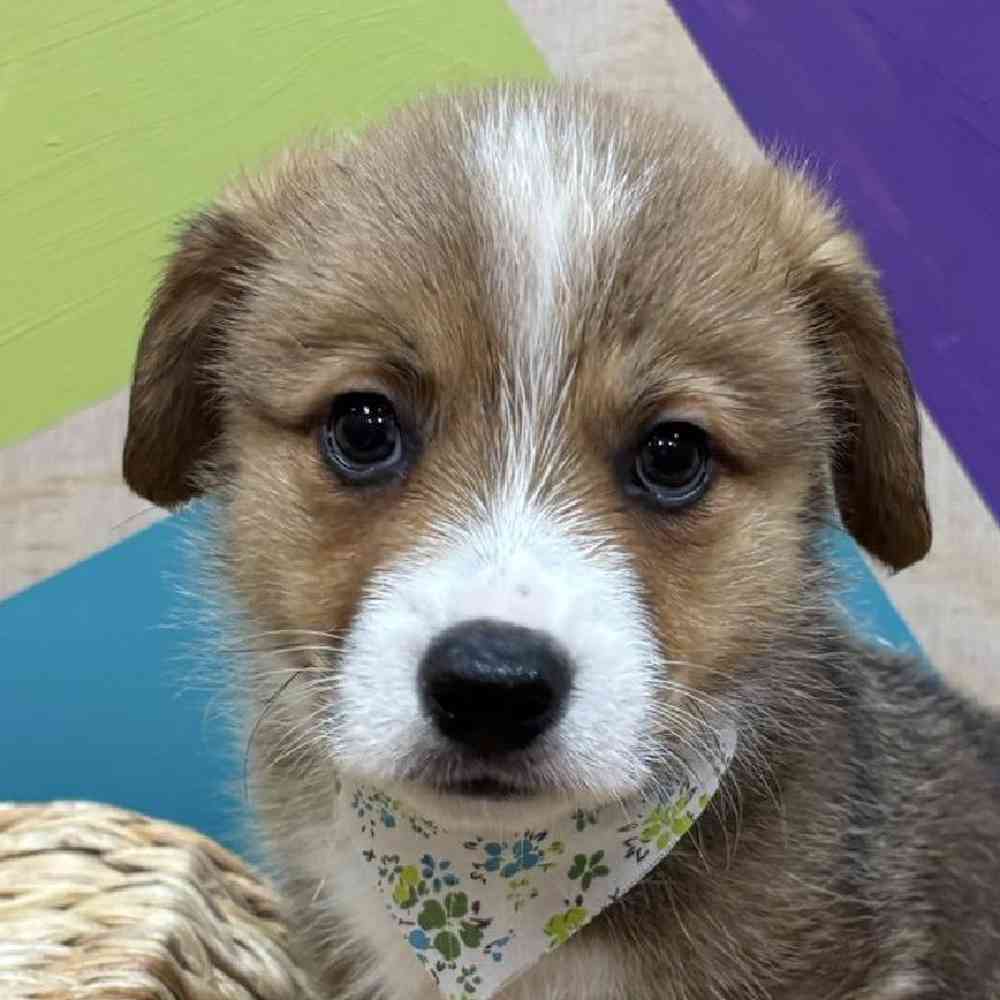 Male Pembroke Welsh Corgi Puppy for Sale in Wichita, KS