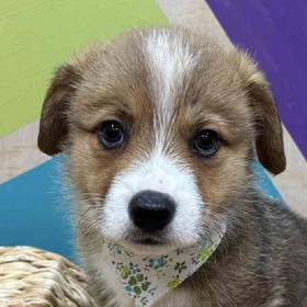 Pembroke Welsh Corgi