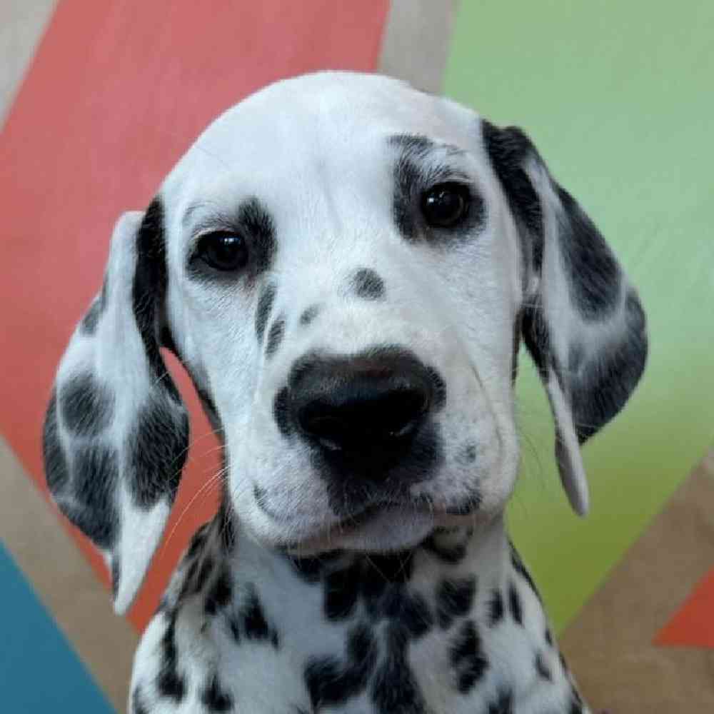 Female Dalmatian Puppy for Sale in Joplin, MO