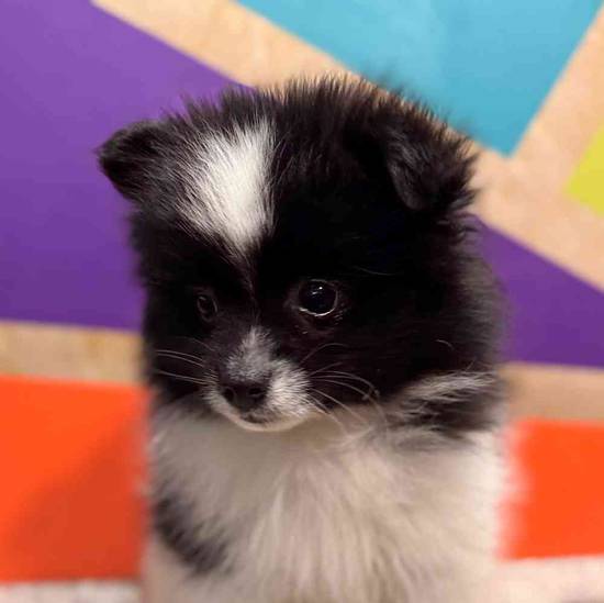 Domino