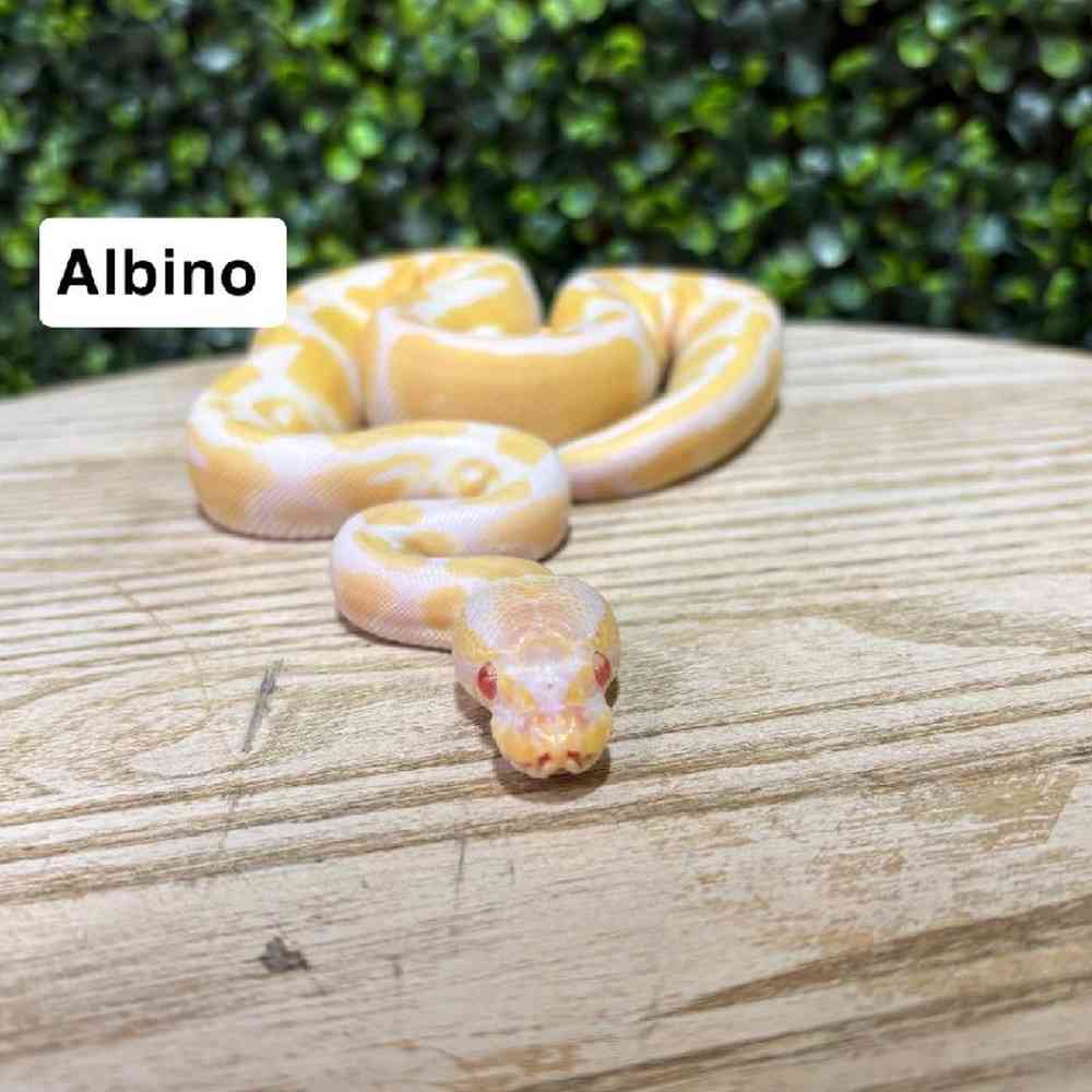 Male Ball Python Reptile for Sale in Joplin, MO