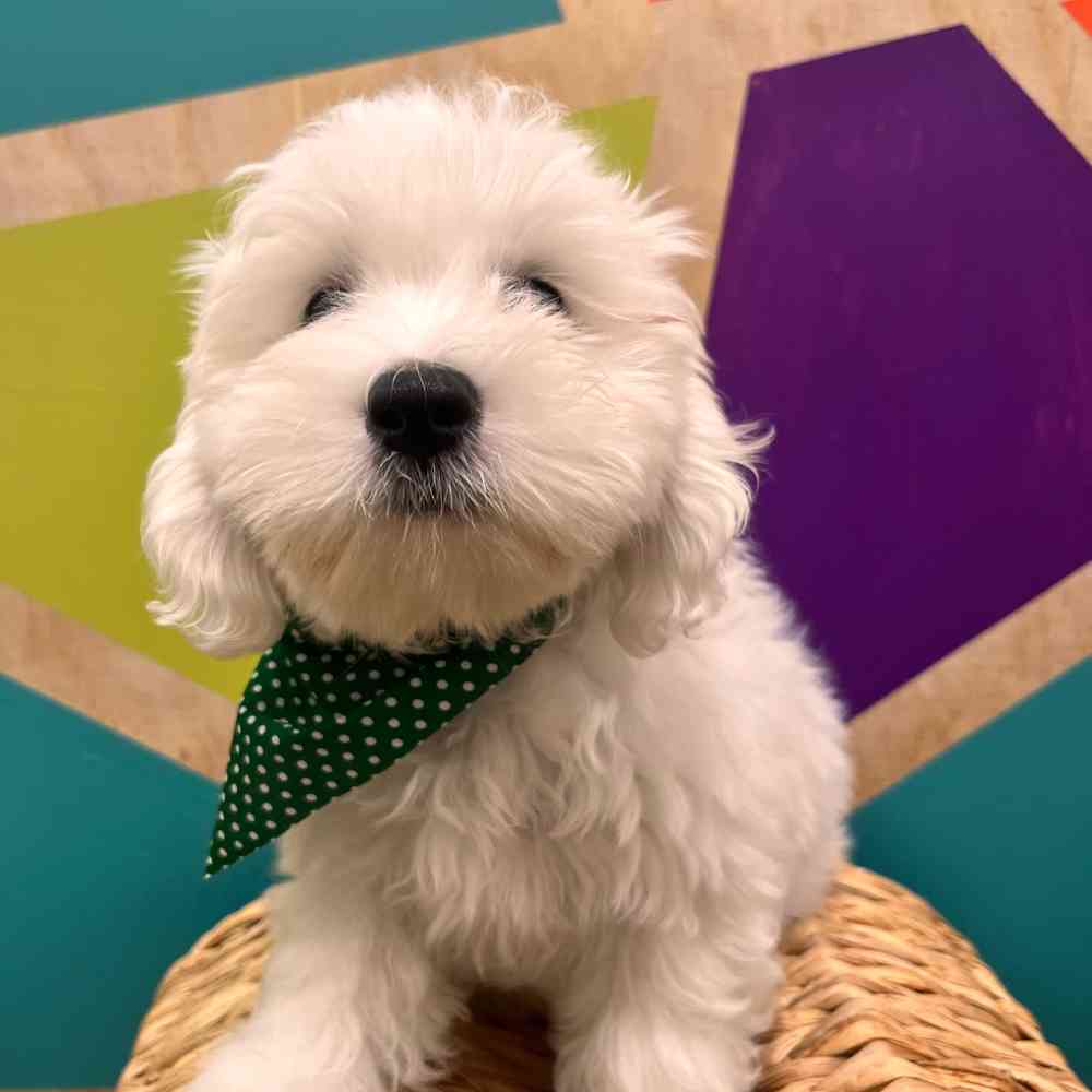 carousel pet images