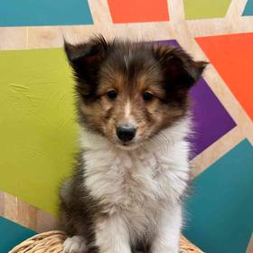 Sheltie