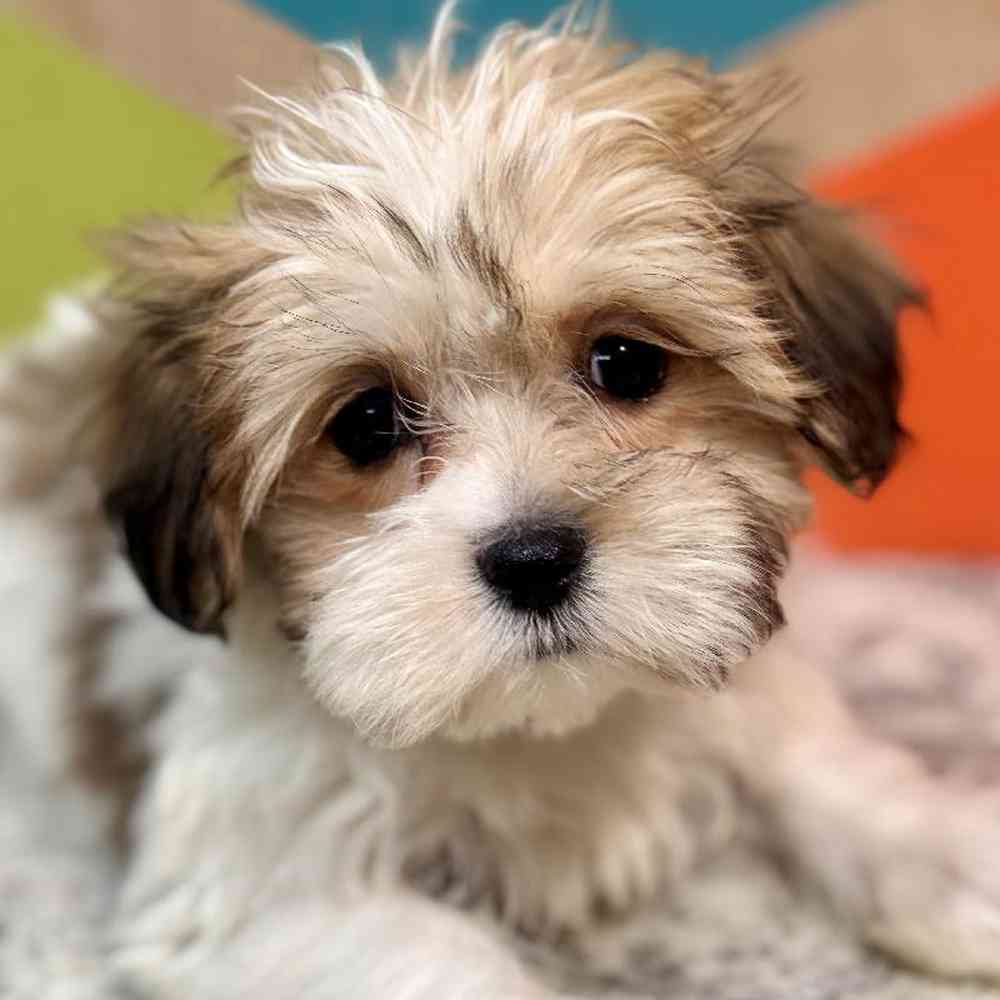 Female Teddy Bear Puppy for Sale in Rogers, AR