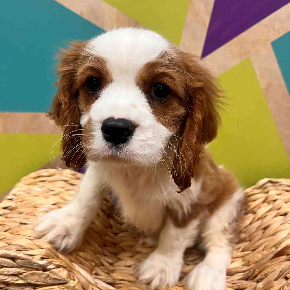 carousel pet images