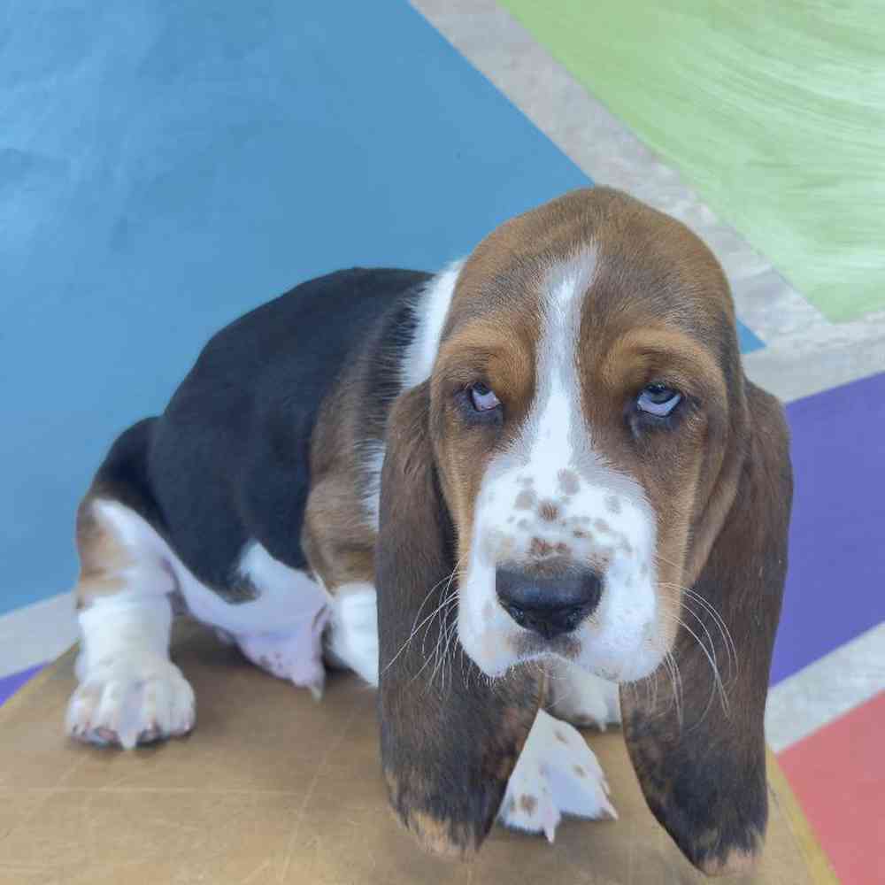 Male Basset Hound Puppy for Sale in Rogers, AR