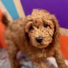 Mini Goldendoodle