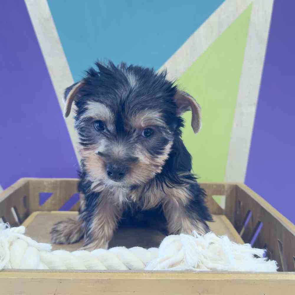 Image of a pet breed in the gallery