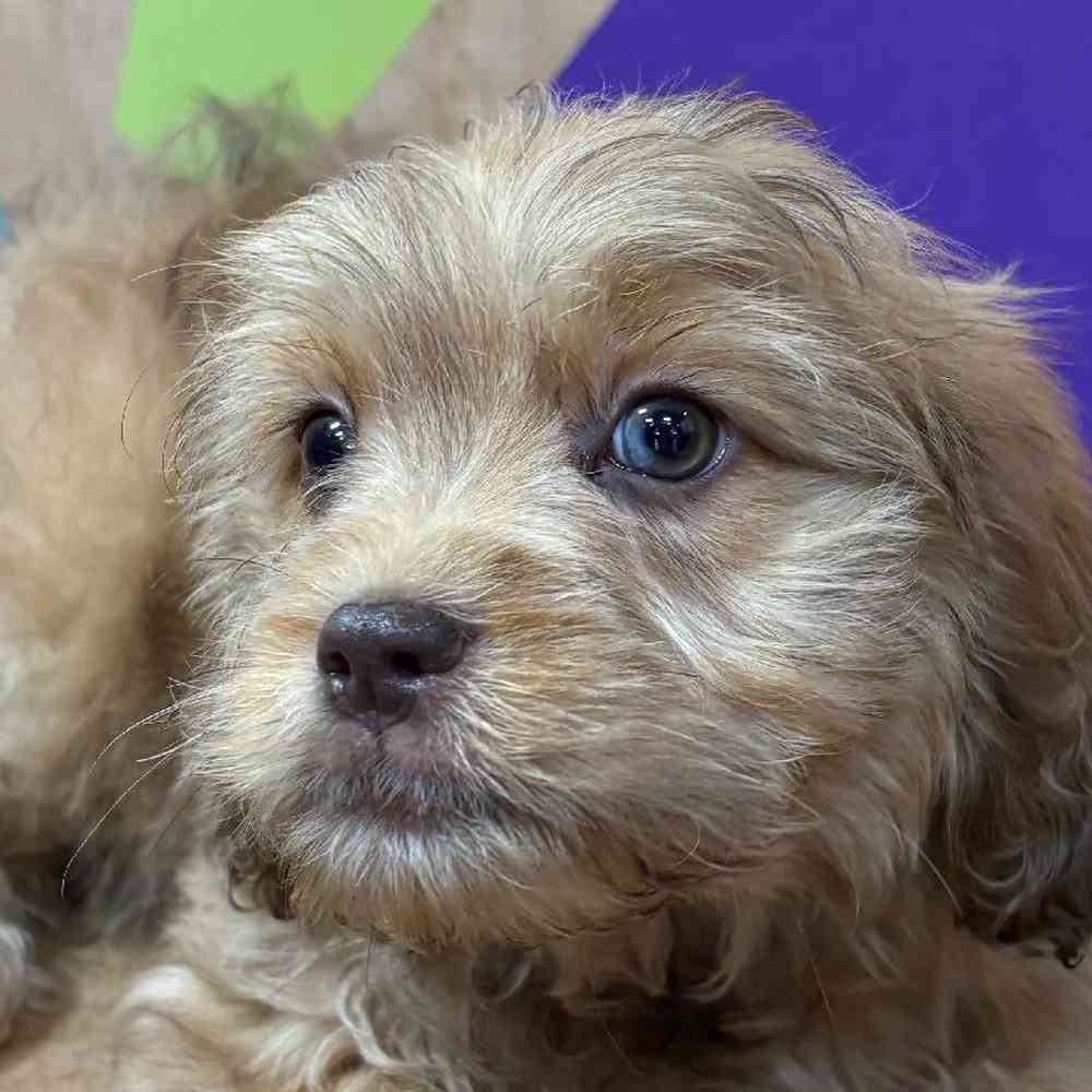 Image of a pet breed in the gallery