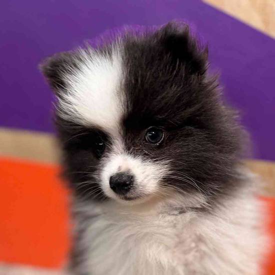 Peanut