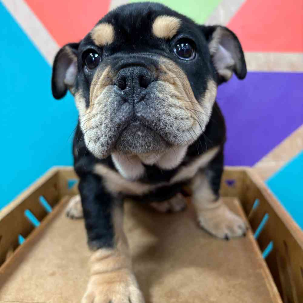 Image of a pet breed in the gallery