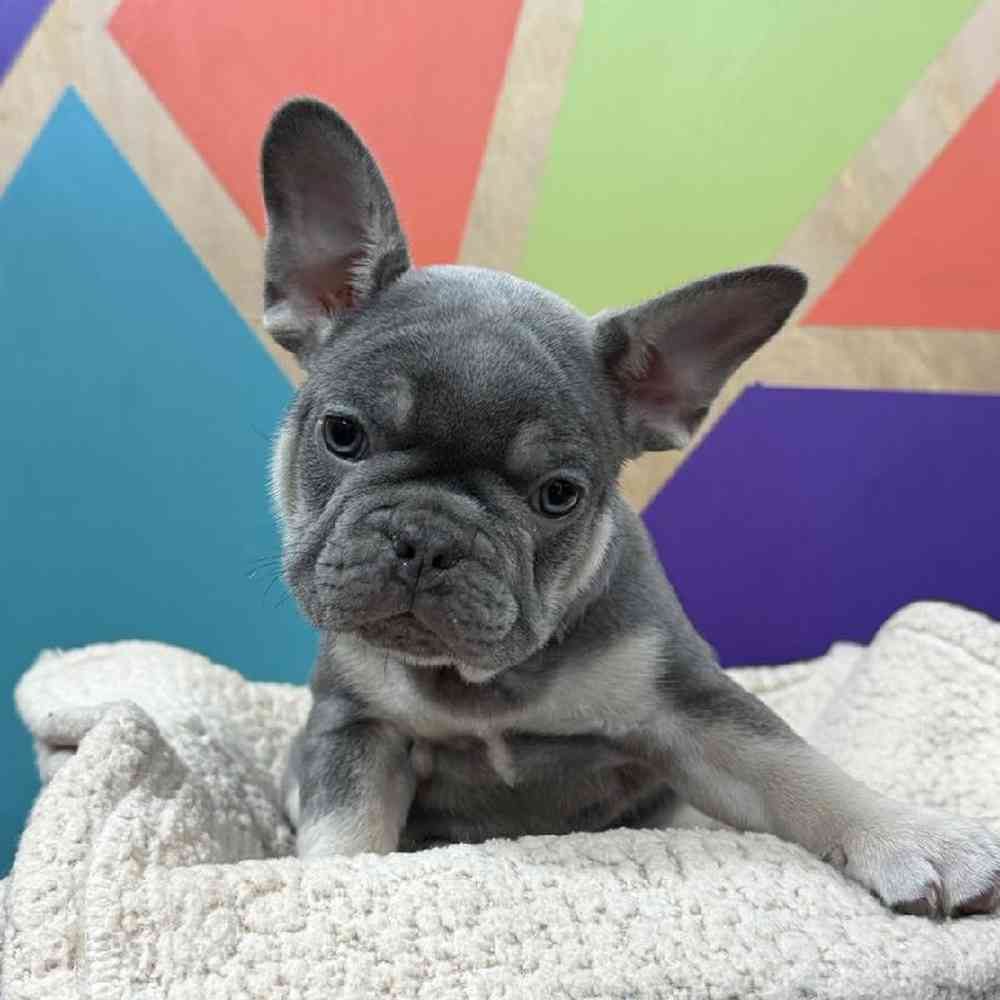 Male French Bulldog Puppy for Sale in Joplin, MO